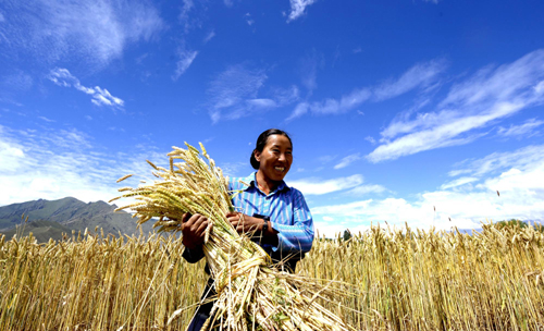 Tibetan farmers harvest wheat