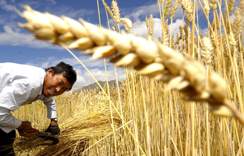 Tibetan farmers harvest wheat