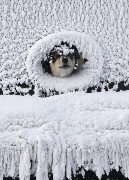 coldness keeps dog inside