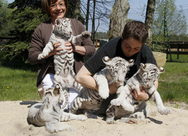 lovely white tiger cubs
