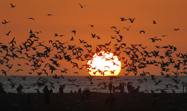 sunset flight of fantasy - china - chinadaily.com.cn