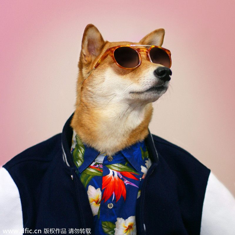 Trend watch: Stylish Dog goes viral