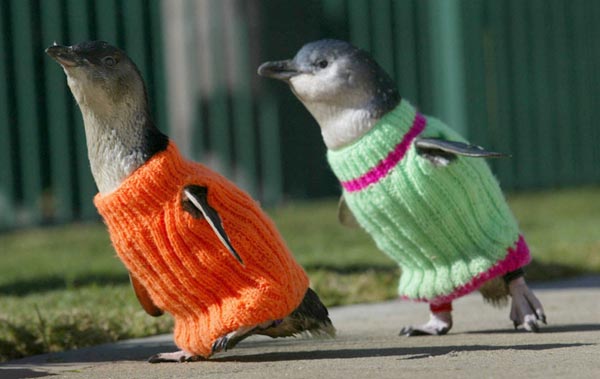 Fashionable animals dress for the weather