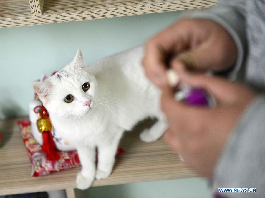 Cat-themed coffee bar opens in Harbin