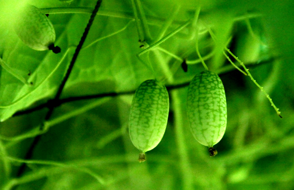 Thumb-sized watermelons sold in Shanghai