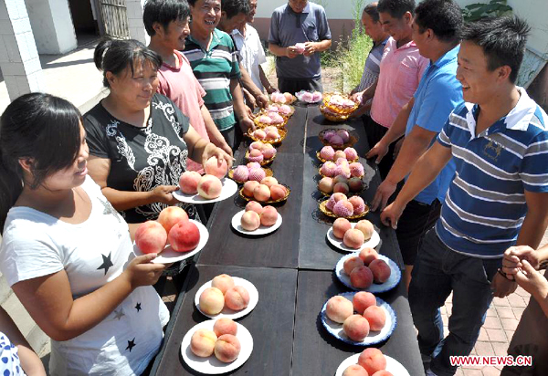 Peach contest in China's Shandong