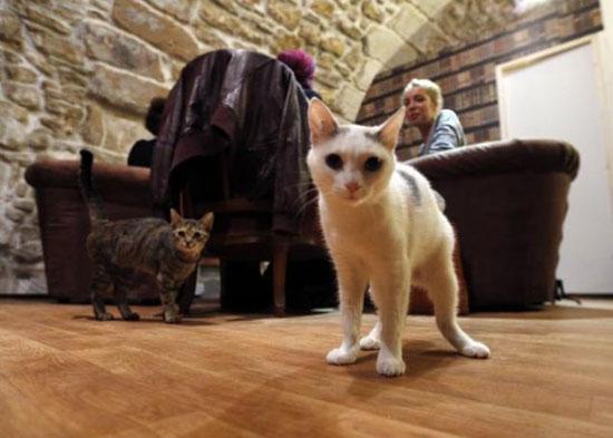 Feline-themed cafe a hit in French capital