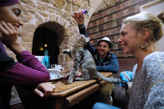 Feline-themed cafe a hit in French capital