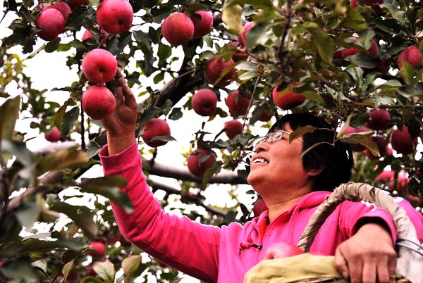 Organic apples of Badaling enter harvest season