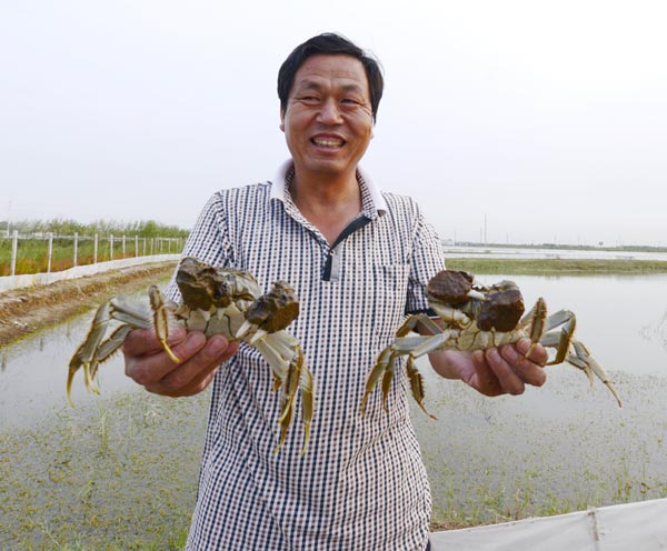 Finding the green side of crabs