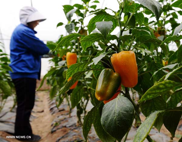 Pollution-free vegetables thrive in north China's Hebei