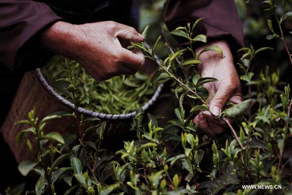 Organic tea plantations