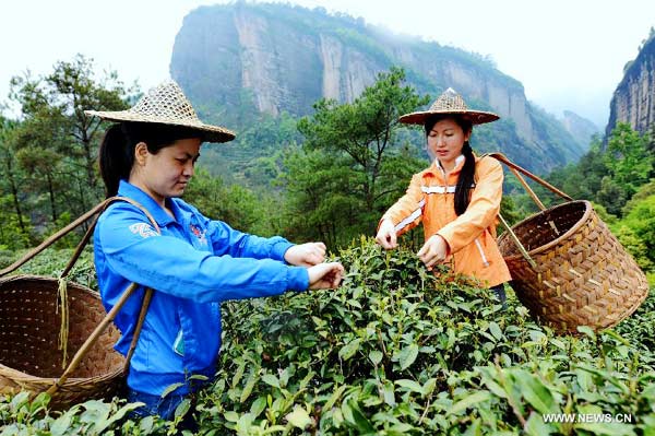 Tea farmers mark start of spring tea production