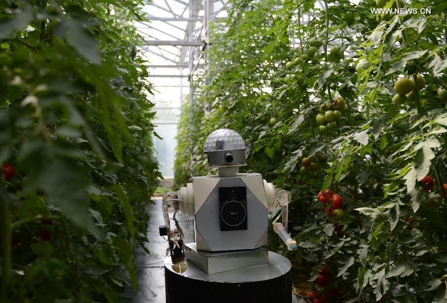 International Vegetable Sci-Tech Fair kicks off