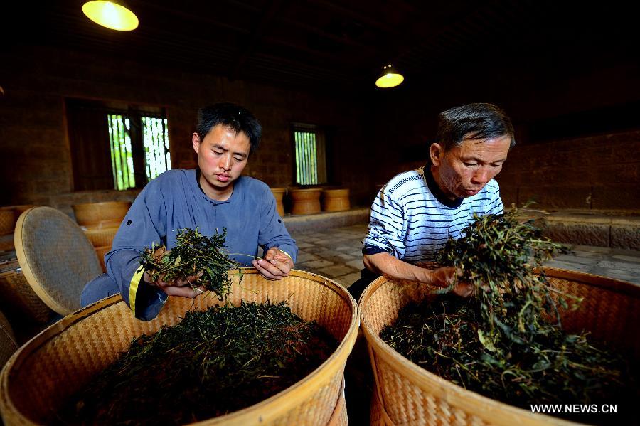 Tea harvest season in Fujian