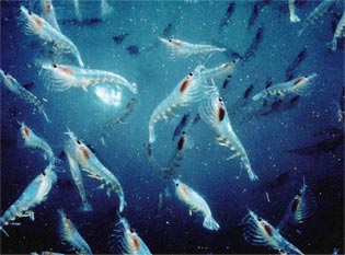 Krill company hopes to make splash in China