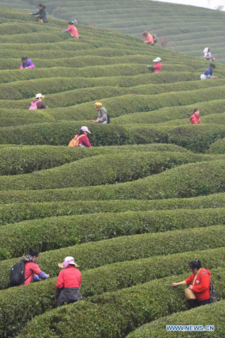 Tea plucking season in China's Guizhou