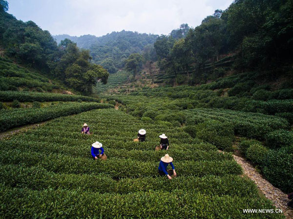 Farmers harvest West Lake Longjing tea in Hangzhou