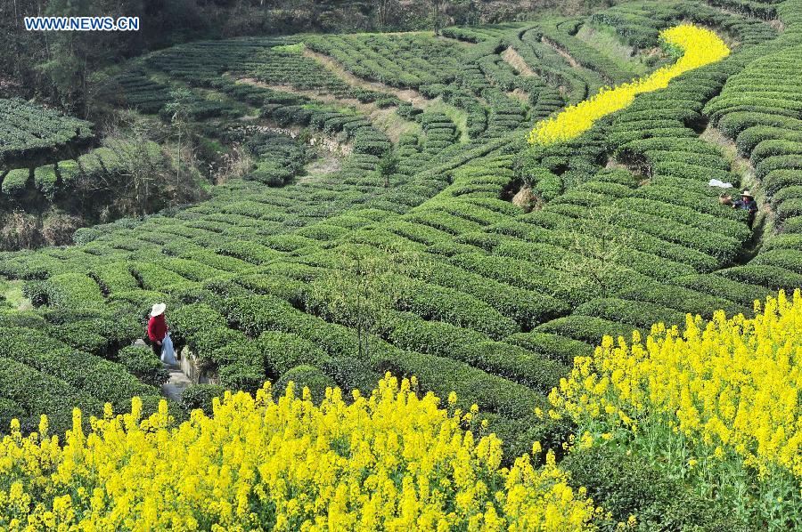 Tea picking season begins in China's Hubei