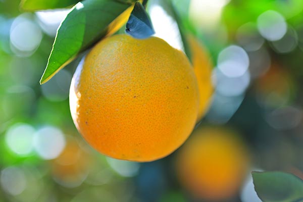 Citrus appeal in 'Chu oranges'