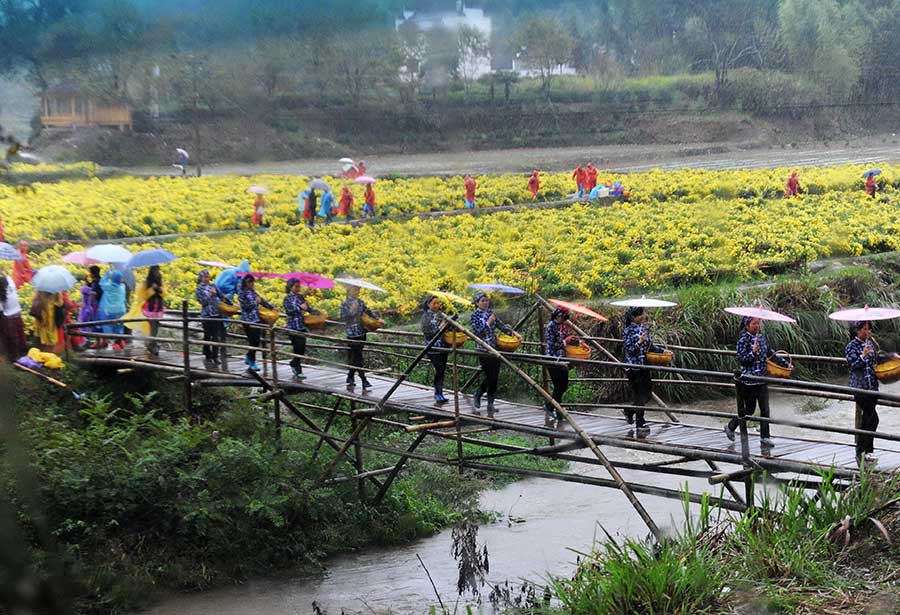 Chrysanthemum tea makes a splash in Wuyuan county