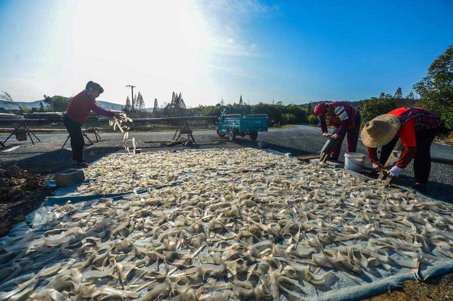 Fishermen air-dry delicacies in winter sunshine