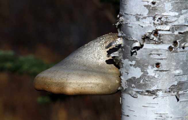 Mushrooms bring health reputation from Siberia