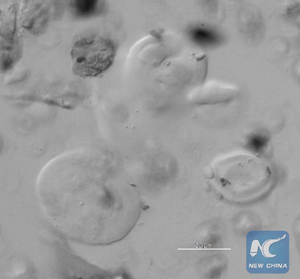 Ancient Chinese start to brew beer 5,000 years ago, shows new evidence