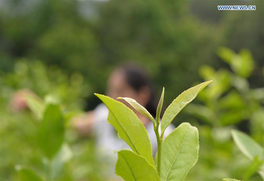 Tea industry, pillar industry in SW China's Fenggang