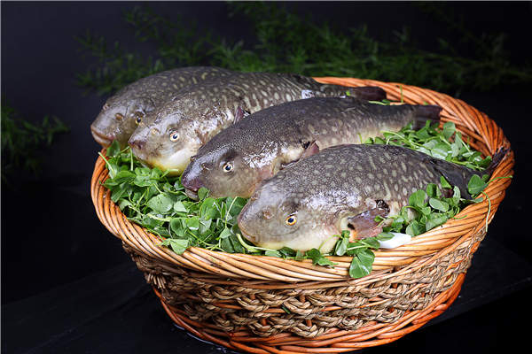 China OKs puffer fish encore on restaurant tables