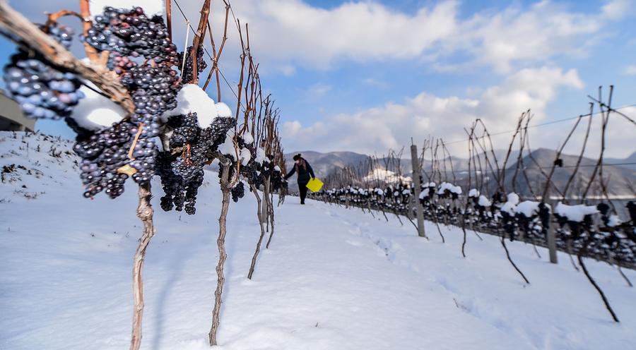 Ice wine vineyard in Northeast China