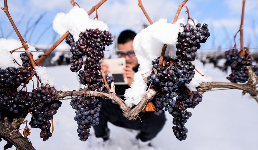 Ice wine vineyard in Northeast China