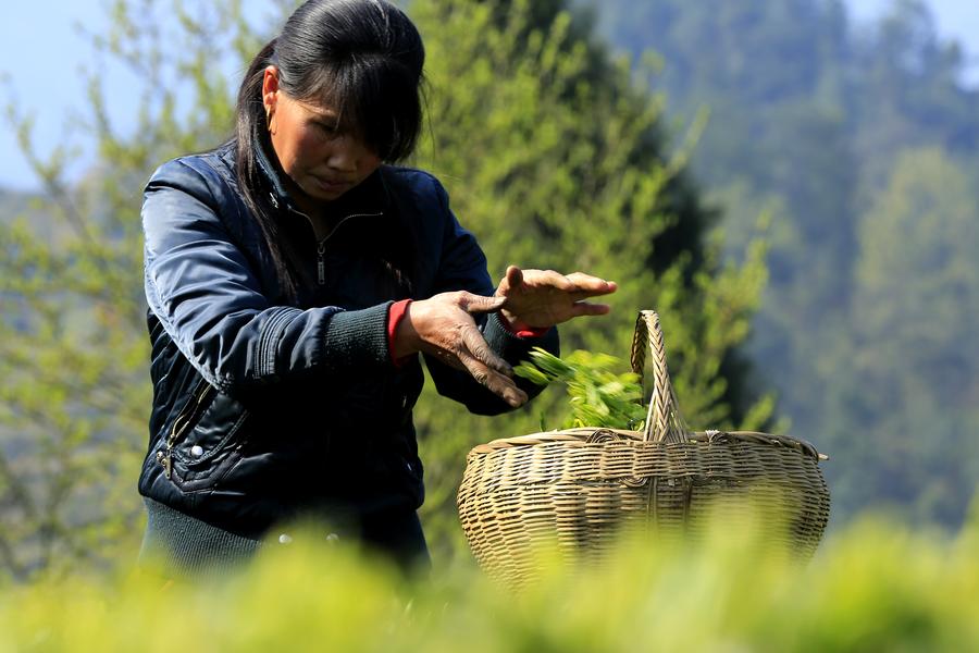 Farmers harvest tea leaves before Qingming Festival in Hubei province