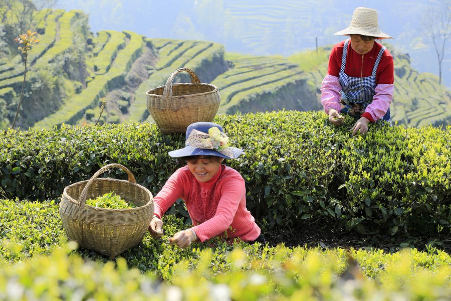 Farmers harvest tea leaves before Qingming Festival in Hubei province
