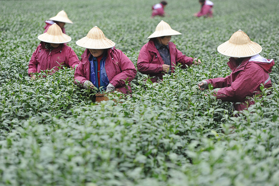 Tea master steeps young apprentice in ancient tradition