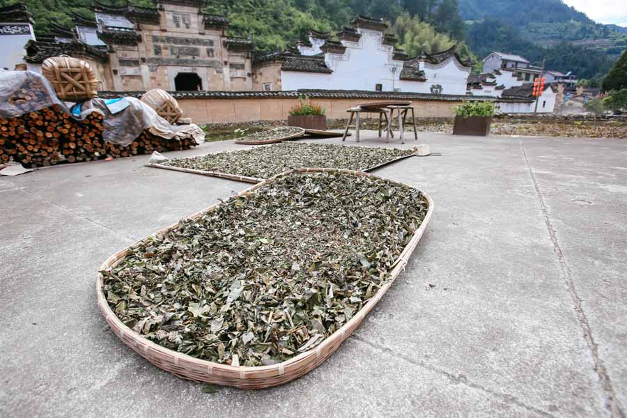 People collect herbs to make Duanwu tea around festival in E China