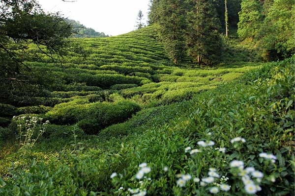 Organic tea planters sow seeds of a more sustainable future