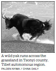 Tibet nomads give support to relocation plan