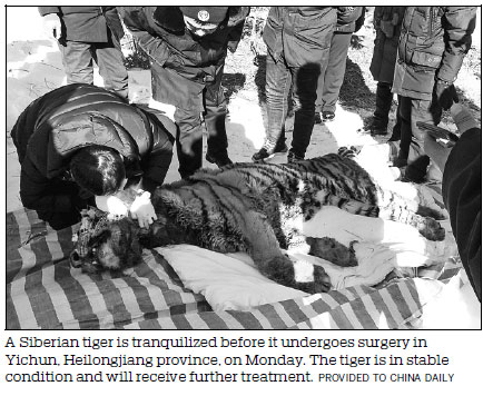 Outdoor surgery saves life of injured Siberian tiger