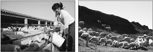 Farmers flock to sheep bank for funding