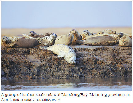 100 poached harbor seals found; rules suggested