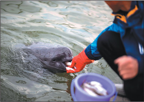Yangtze protection efforts enter the mainstream