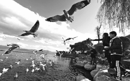 Dream lifestyles in Dali end in disappointment