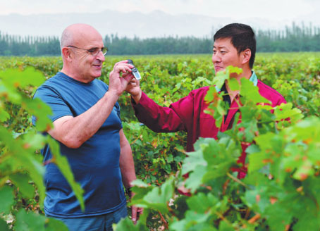 Winemaker harvesting fermented fruits of labor