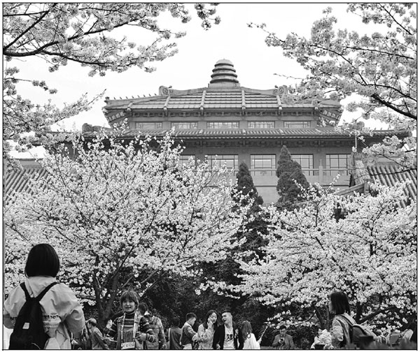 In Wuhan, cherry blossoms at center stage