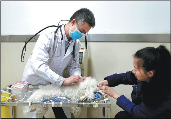 Pet owners seek recourse in traditional cures