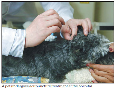 Pet owners seek recourse in traditional cures