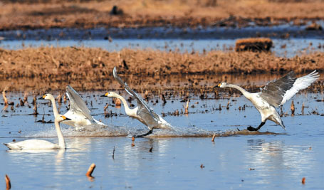 YELLOW RIVER DELTA FACES NEW CHALLENGES