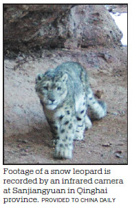 Snow leopards thrive under protection