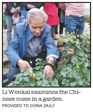Four decades of tending to Chinese roses, and he still has a lot to learn